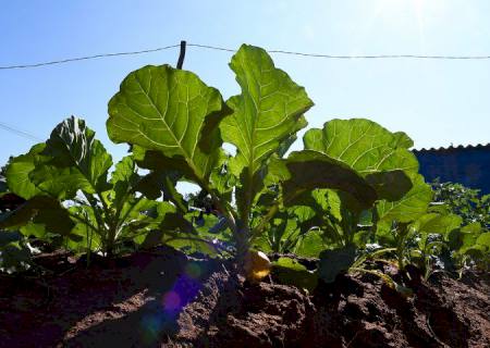 SES e Asman realizam o 1º Congresso de Nutrição de Mato Grosso do Sul